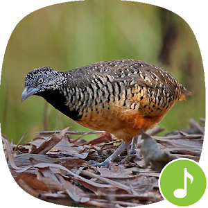 Download Barred buttonquail Calls For PC Windows and Mac