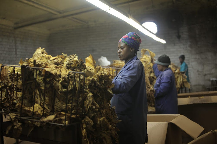 Limpopo Tobacco Processors, the biggest supplier of tobacco leaf to domestic buyers in SA, has also called for the ban to be lifted.