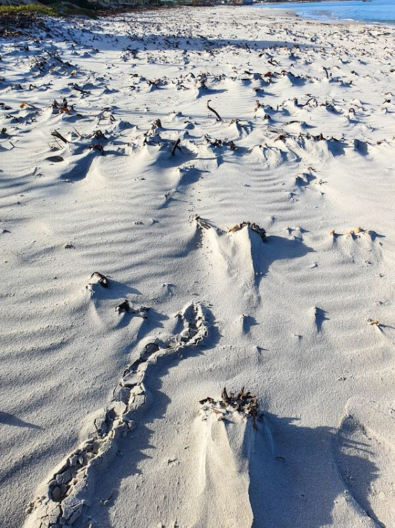 Tracks left in the sand by the elusive creature.