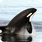 Orca Wallpaper Apk