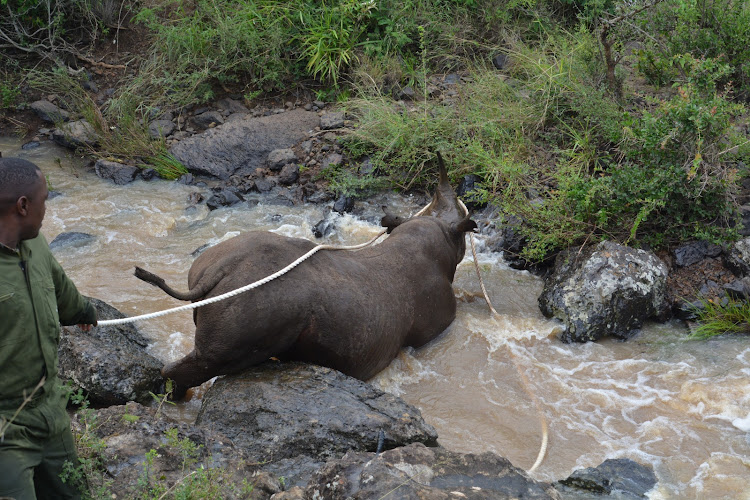 A black Rhino which had fallen into a river at the Nairobi National Park being rescued on January 16, 2024.