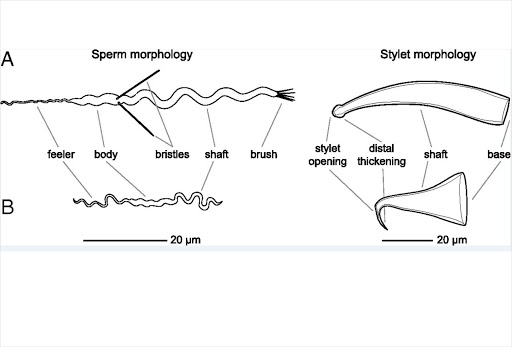 Morphology of the sperm and stylet of two Macrostomum species. (A) M. lignano, a species that represents the reciprocal mating syndrome. (B) M. hystrix, a species that represents the hypodermic mating syndrome.