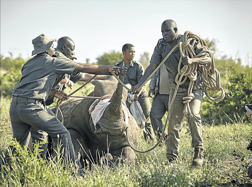 A roped rhino, but these Kruger Park rangers feel similarly tied down in their fight against poachers.