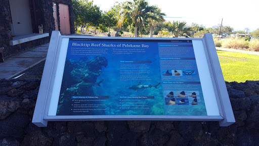 Black Tip Reef Sharks of Pelekane Bay