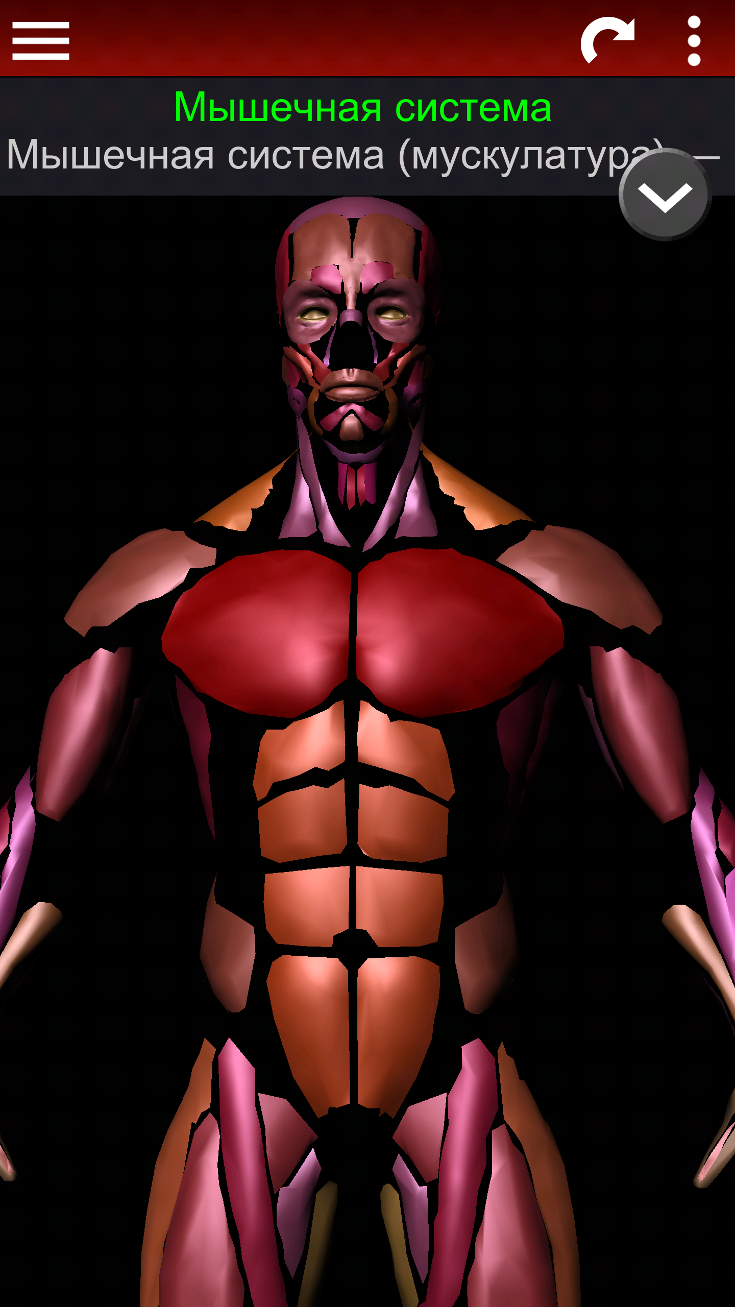 Android application Muscular System 3D (anatomy) screenshort