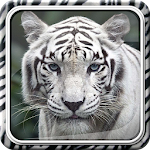 White Tiger Live Wallpaper Apk