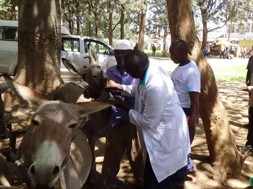 A donkey is being treated at Central park in Nanyuki town on Tuesday during the Donkey Day celebrations. Calls were made to have the directive issued during colonial era that female donkeys be banned from the town be lifted.