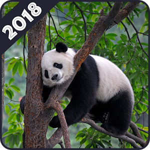 Download Panda Wallpaper For PC Windows and Mac