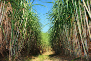 Sugar cane field. File photo.