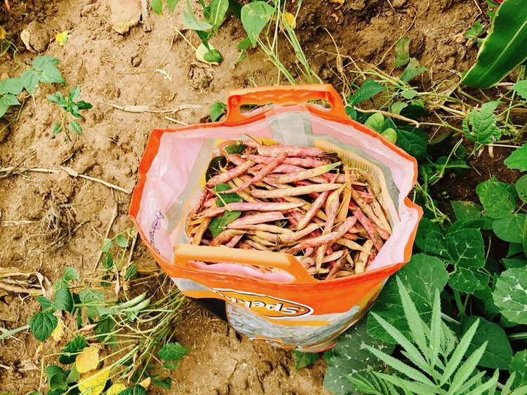 “We are only happy if we can fill more than ten bags each when we harvest,” says Mama Chauke.