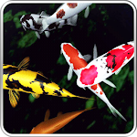 Koi 3D Live Wallpaper Apk