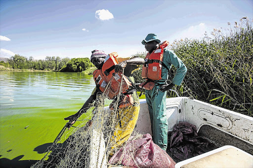 NET LOSS: Workers service a fishing net at Hartbeespoort Dam in North West. The highly polluted water of the dam has led to its being overrun and only a few plant and fish species survive. A management team is trying to control carp and barbel numbers by fishing them out.