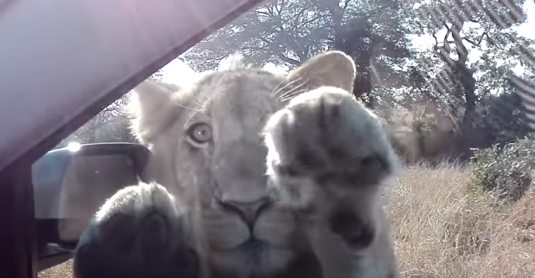 This lion in the Kruger Park appears to be waving at people inside a car.