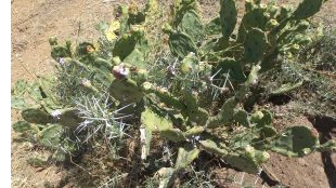 Cactus/opuntia invasive species that is normally a menace to the ecosystem and its encroachment reduces grazing areas especially for the pastoralists