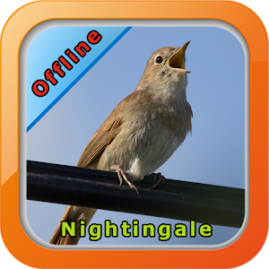 Download Chirping Nightingale For PC Windows and Mac