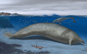 Perucetus colossus, an early whale from Peru that lived about 38-40 million years ago, a marine mammal built somewhat like a manatee that may have exceeded the mass of the blue whale, long considered the heftiest animal on record, is seen in an undated artist's rendition. Also pictured are a sawfish and another early whale, Supayacetus.   