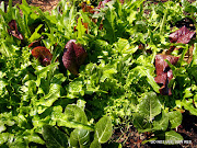 Leafy greens are easily grown from seed.