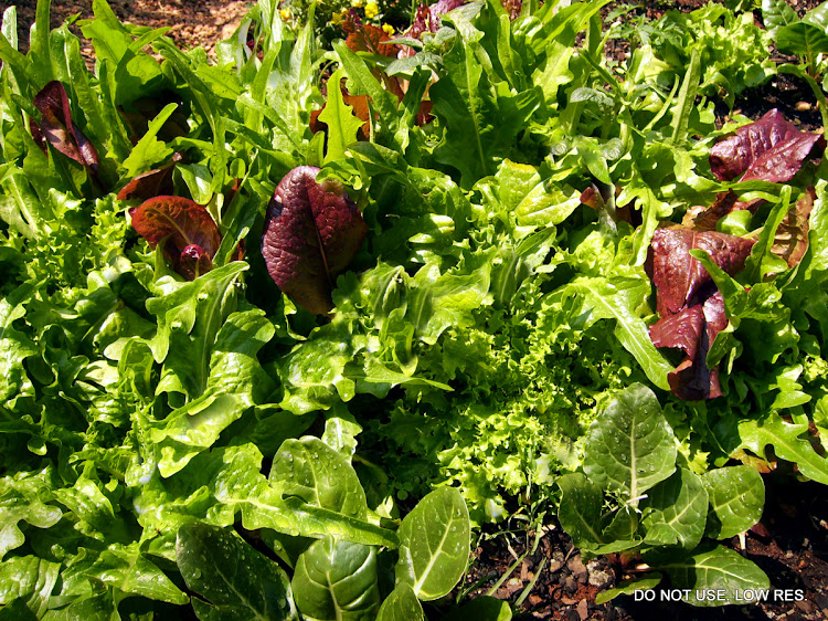 Leafy greens are easily grown from seed.