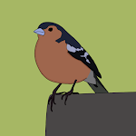 Chaffinch