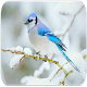 Download Blue Jay bird sounds For PC Windows and Mac 1.25.4