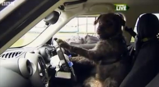 A screenshot of one of the dogs behind the wheel.