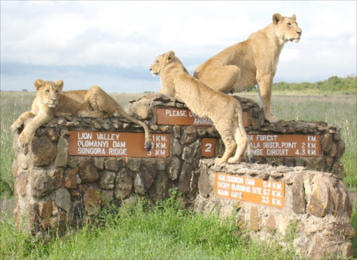 Lions at the Nairobi National Park.