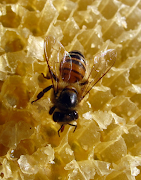 A bee on a wax comb.