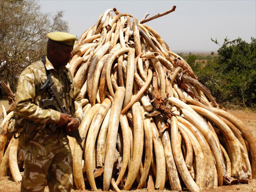 120 tonnes of ivory to be burnt at April summit
