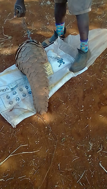 A man was arrested after he was allegedly found in possession of a pangolin in the Swartwater area on Friday.