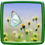 Butterfly Keyboard Apk