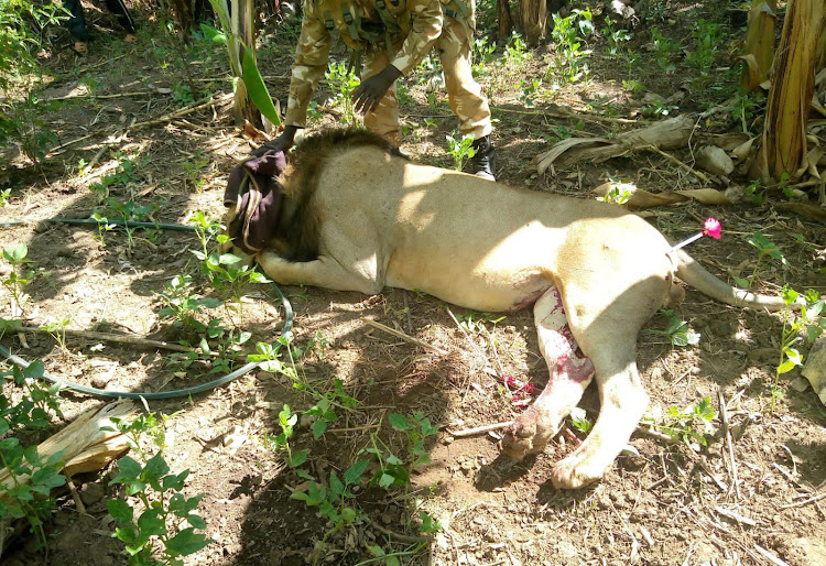 KWS officer with a stray lion that has been terrorising residents in Tharaka Nithi and Meru counties