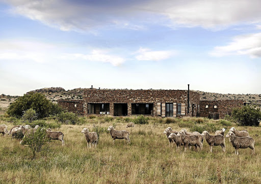 The merino sheep with which the Strydoms farm often wander by the house during the day.