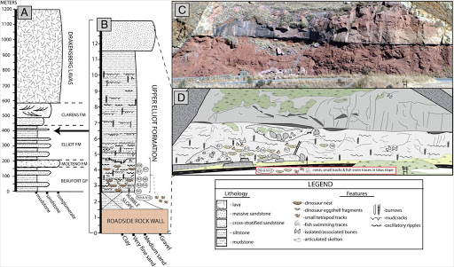 Geological section of Rooidraai, Golden Gate Highlands National Park, South Africa. Stratigraphic position of the nesting site within the uppermost (Early Jurassic) part of the Karoo Supergroup (A) and the upper Elliot Formation (B), respectively. Photograph (C) and illustration (D) of the cliff face showing the distribution of the clutches of eggs within the site, as well as additional depositional features.