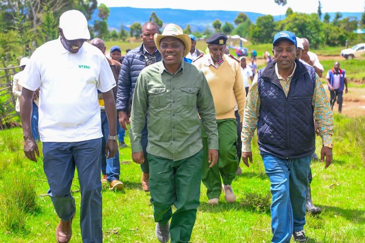 Agriculture Principal Secretary Dr Kipronoh Ronoh (Center) leads other officials for a tree planting exercise at the Chepalungu forest in Bomet on Monday, November 13, 2023.