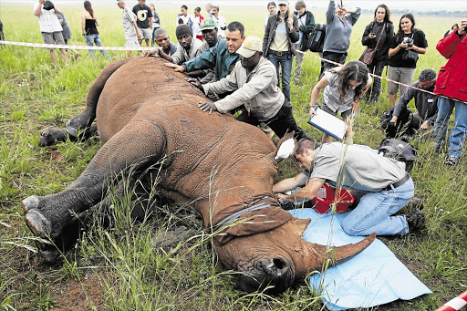 Staff attend to Spencer, a white rhino at the Rhino and Lion Nature Reserve, at Kromdraai on the West Rand. He died while a tracker was being inserted into his horn Picture: KEVIN SUTHERLAND