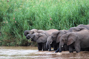 A herd of elephant take a drink at the Hluhluwe/iMfolozi Park in KwaZulu-Natal. According to the environmental affairs department, elephant poaching was on the rise in South Africa in 2018.