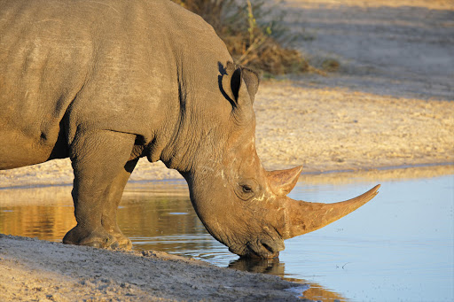 Rhino. File photo.
