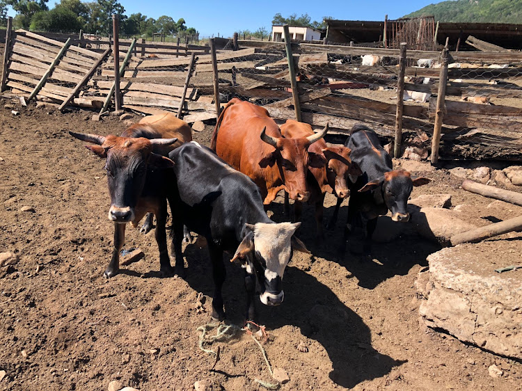Police arrested a 33-year-old suspect after receiving information he was in possession of stolen cattle at the Azania squatter camp. Five head of cattle, valued at R50 000, were confiscated after he failed to convince police that they belonged to him