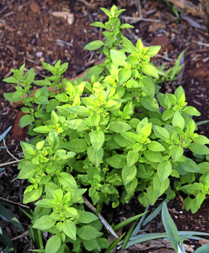 Cooks who are keen on Mediterranean food should consider planting oregano.