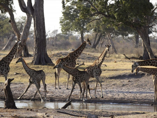 Giraffes gather at a water hole in Zimbabwe’s Hwange National Park, August 2, 2015. Photo/REUTERS