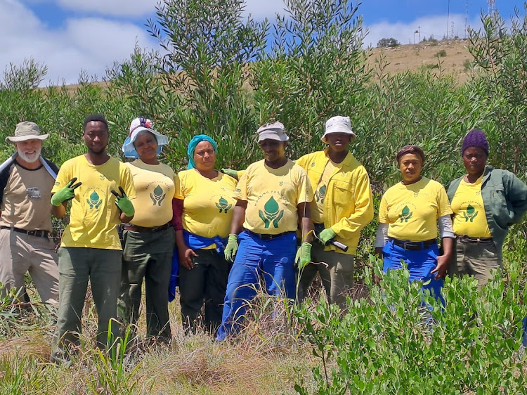 Alien removal workers are back at the job on Mountain Drive above Makhanda, this time the community is in the driving seat.