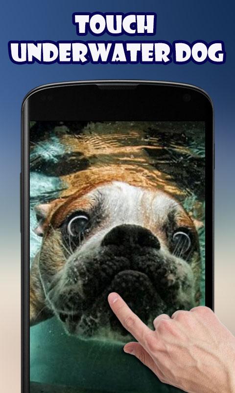 Android application Dogs Underwater Live Wallpaper screenshort