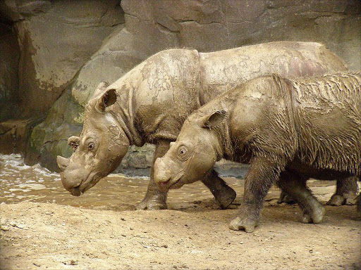 Sumatran rhinos. File picture