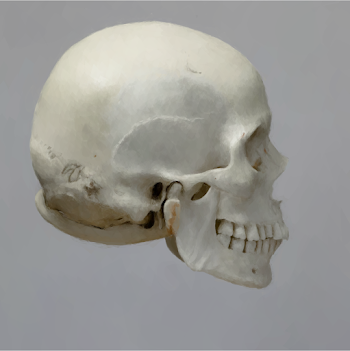 Skull 11