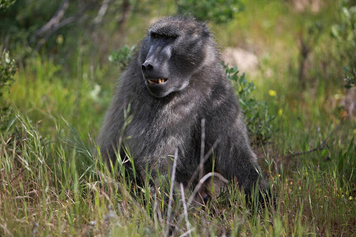 A baboon. File picture