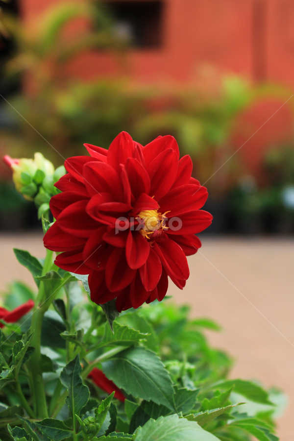 Red Flower | Single Flower | Flowers | Pixoto