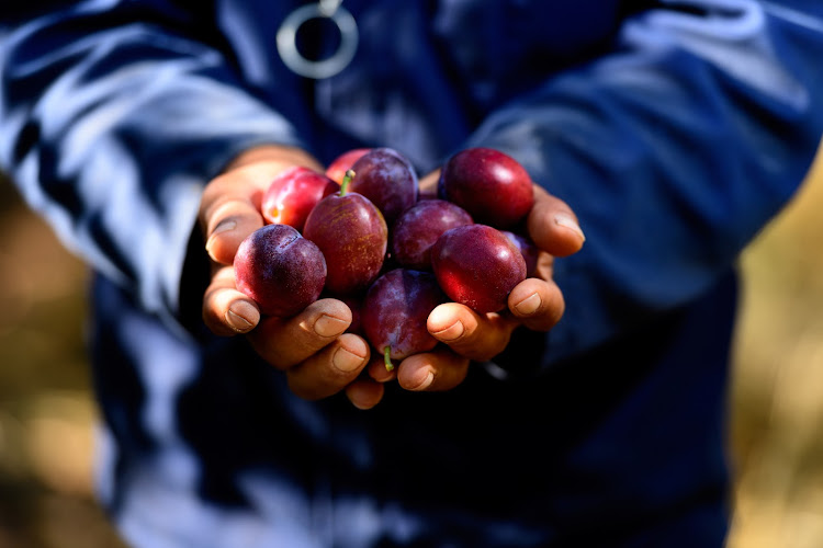 Plums are one of the easier deciduous stone fruits to grow. South Africa produces plums of the highest quality for the international market.