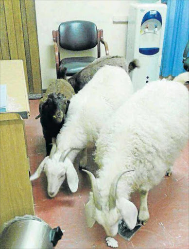 EXPLORING: Goats and pig wander around inside the Winterberg TB Hospital Picture: SUPPLIED