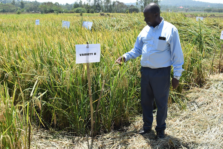 KALRO’s Director at the Industrial Crop Institute Finyange Pole at rice farm in Nyarut,Rangwe constituency on February 7,2024
