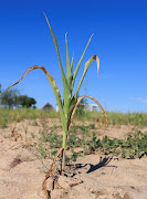 A wilted maize crop in Mumijo, Buhera district east of the capital Harare on March 16, 2024.